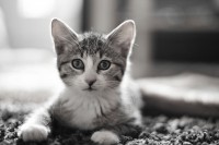 /album/galerie-photos/chat-jpg/